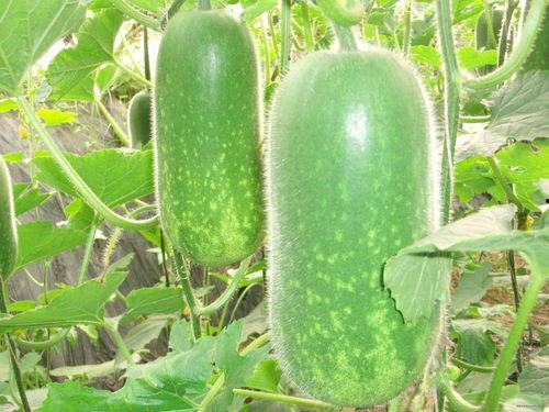 吃瓜网红照片高清图库,高清图库里的时尚潮流与趣味瞬间